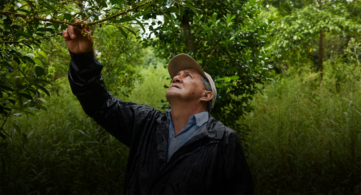 A man in a hat and rain jacket reaching up to examine tree branches in a dense green forest